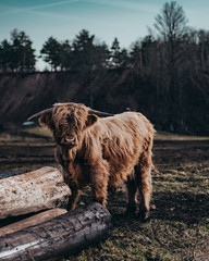Highland cattle standing on grass with wood in front of him