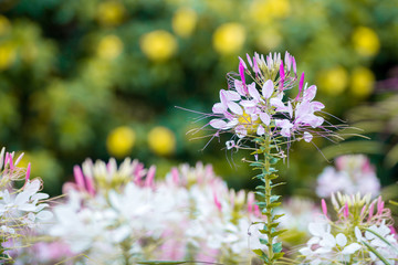 Blooming pink flower. Nature background concept