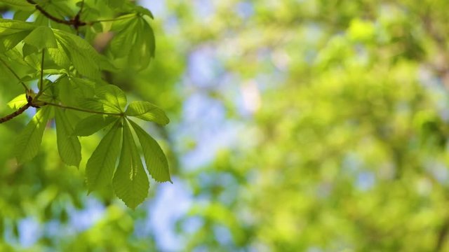 Beautiful bright spring background. Closeup view of fresh young leaves at branch of tree.