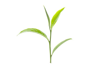 Fototapeta na wymiar green tea leaf on white background