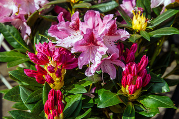 Orchid red rose bush growing many background green leaves yellow flower close up