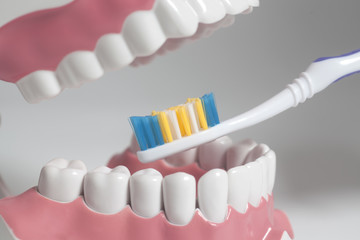 Teeth human model with color toothbrush.