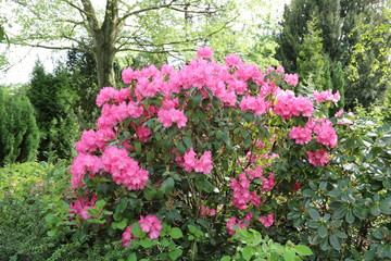 Fototapeta premium Blühender Rhododendron 