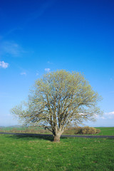 Fototapeta na wymiar arbre solitaire dans la campagne en Auvergne