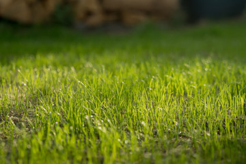 New grass grows outside in the garden