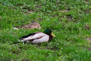 Brown Duck in Grass Forest Plants Spring Bird