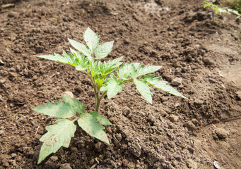 Small Tomato Plant