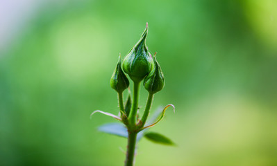 Roses buds in the garden