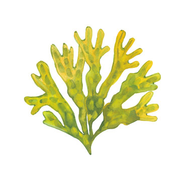 Watercolor Algae Fucus