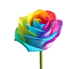 Fototapeta na wymiar Amazing rainbow rose flower on white background