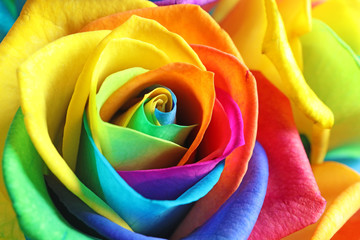 Fototapeta na wymiar Amazing rainbow rose flower as background