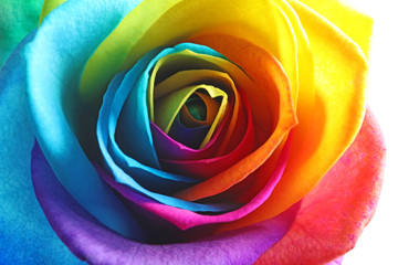 Naklejka na ściany i meble Amazing rainbow rose flower, closeup