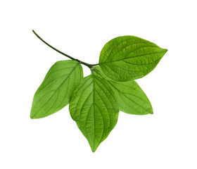 Branch with green leaves on white background