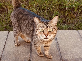 Obraz premium cat park grass outdoor
