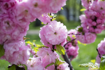 A pink bunches of a blooming sakura tree against a green grass background. Macro shot.