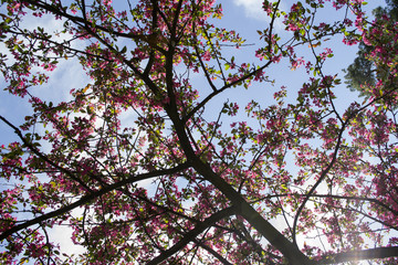 Pink blossom branches of cherry tree against a blue sky background. Beauty of nature at spring.