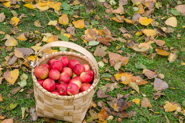 Fresh and organic  apples in basket, selective focus,apple harvest.