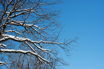 Obraz premium Snow Covered Tree Branches and Blue Sky