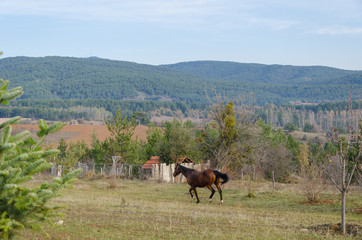 Brown horse is running on a courtyard in the sunshine