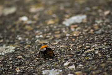 Bumblebee Insect On The Ground Stone Animal Bee