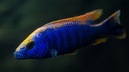 Fish in the aquarium. Colorful fish on dark background