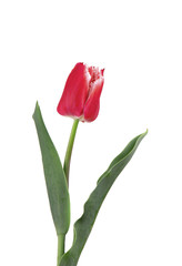 Red tulip flower, isolated on white background. Spring Flower.