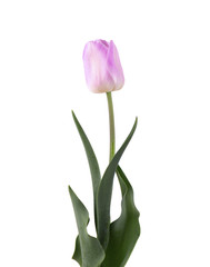 Pink tulip flower, isolated on white background. Spring Flower