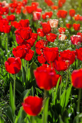 Group of  beautiful red tulips growing in the garden lit by sunlight on springtime as flowers concept
