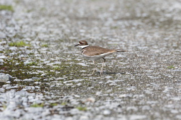 brown Killdeer Bird