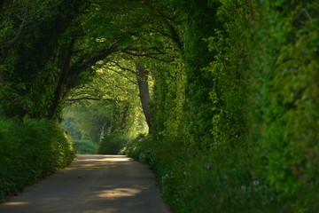 Obraz premium Jersey rural lane, U.K. Telephoto image of a country road near sunset.