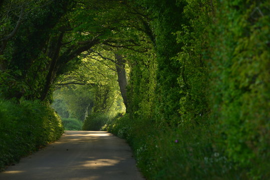 Jersey rural lane, U.K.
Telephoto image of a country road near sunset.