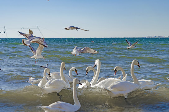 Fototapeta Swans and gulls are fighting for bread.