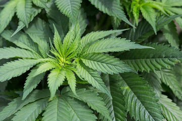  marijuana plant growing