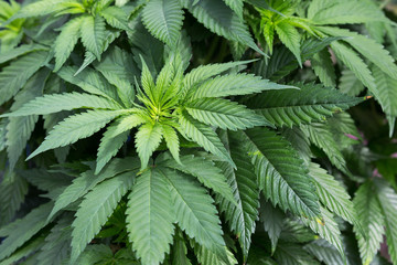  marijuana plant growing