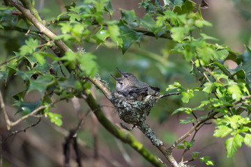 Annas Hummingbird Chicks