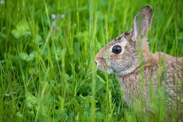 Minilepre © chiarafornasari