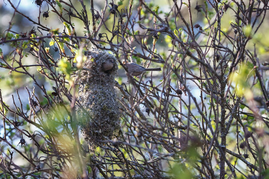 American bushtit Bird nest