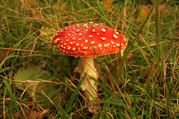 chapigon amanite printanière