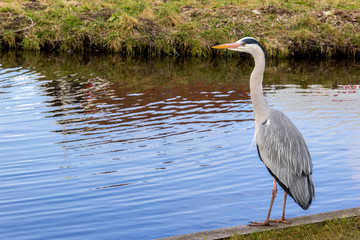 Tall grey heron