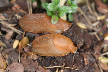 Ślimak © Perovskia