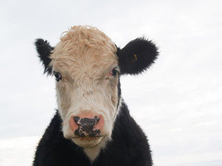 Cattle beast close-up