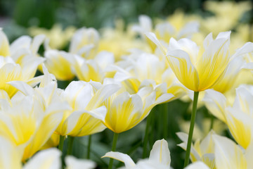 White-yellow tulips in spring
