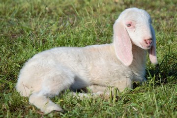 Fototapeta premium Agnello