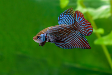 Mahachai betta or Betta mahachaiensis, beautiful Siamese Fighting Fish with green background in...