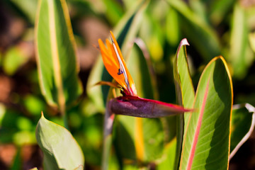 Bird of paradise Strelitzia plants with vibrant colors in subtropical climate