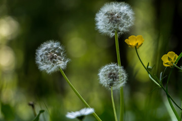 Dandelion in the fild