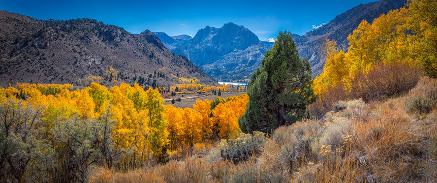 Autumn leaves in the Eastern Sierra near Mammoth California.