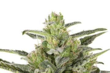 A cannabis indica flower in full flowering process