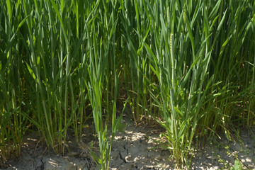 Obraz premium wheat field in spring