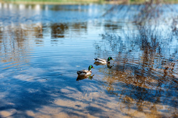 in the city on the river floating several ducks